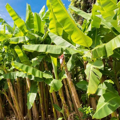 芭蕉紙紅型染「沖縄の花」シリーズ〈月桃〉37cm額【1361392】
