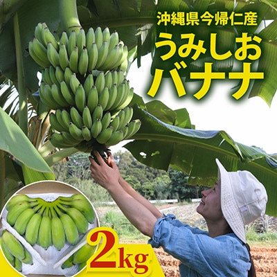 【2026年6月上旬から順次発送】今帰仁産のうみしおバナナ2kg【1732928】