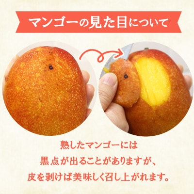 【2026年6月下旬から順次発送・訳あり】今帰仁産のアップルマンゴー2kg(4〜6玉)【配送不可地域：離島】【4014743】