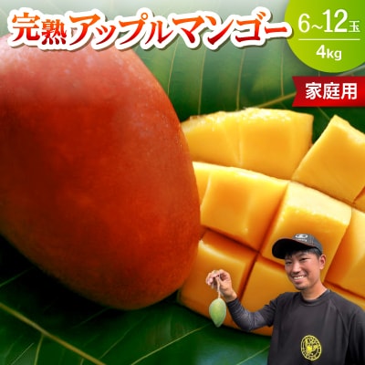 【2026年6月下旬から順次発送・家庭用】みなとばる農園の完熟アップルマンゴー4kg(6〜12玉)【配送不可地域：離島】【1699998】