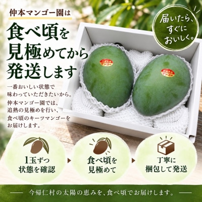 【2027年8月下旬から順次発送・家庭用】仲本マンゴー園の幻のキーツマンゴー1kg(1〜2玉)【配送不可地域：離島】【1694611】