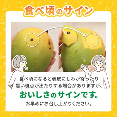 【2026年8月中旬から順次発送】今帰仁産の幻のキーツマンゴー800g(1〜2玉)【配送不可地域：離島】【4014738】