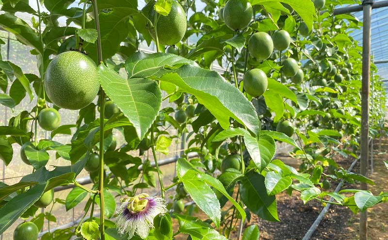 ã2026幎çºéãããšã¶çºç£ããã·ã§ã³ãã«ãŒããå®¶åºçš(çŽ1.5kg) ãããªã ååœ æç© éæ ãããã äººæ° èŽç ãã¬ãŒã³ã ã®ãã å£ç¯ çŸå³ãã ãããã æééå® æ°ééå® æ¬éšçº æ²çž æ²çžç ãµãããšçŽçš ãã«ãŒã 梱å