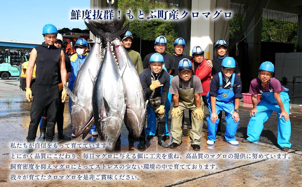 æ¬éšçºç£ãæ¬ãã°ãã¥ããïŒå€§ããã»äžããã»èµ€èº«ïŒçŽ800gïœ1000g 鮪 æ¬ãã°ã éæç¡æ ã®ãã ã°ã«ã¡ ãç¥ã èŽçå ãã¬ãŒã³ã åç£ ãåãå¯ã æµ å€§ãã äžãã äžãã 赀身 åºèº« ããã¿ æµ·é®® æµ·ç£ç© çŸãæµ·