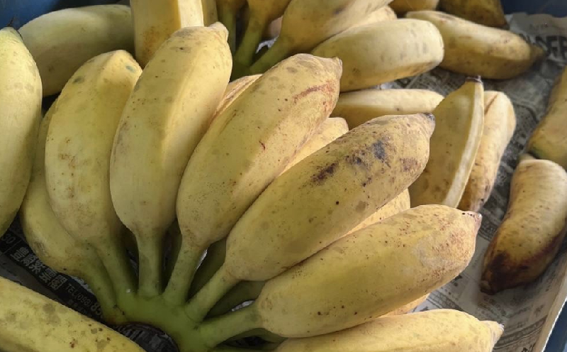 ã2026幎çºéãæ¬éšçºç£ã¢ããã«ãããã1.5kgä»¥äž ååœ æ²çž ãããªã æå® ãã«ãŒã éæ æééå® å
è¡äºçŽ æ°ééå® æ¬ äººæ° ãããã èŽç ãã¬ãŒã³ã ã®ãã èŽãç© ã«ã¯ãã« ãã¶ãŒã åãå¯ã é«çŽ