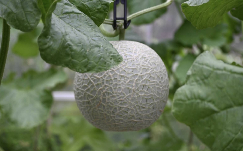 æ¬éšçºç£ãã¢ãŒã«ã¹ã¡ãã³ïŒïŒçïŒ1.4kgä»¥äž ãã«ãŒã æç© æå® æééå® æ°ééå® ãããã ãã¹ã¹ã¡ æ¬éšçº äººæ° æ²çžç£ ãããªã ããšã¶ èŽç ãã¬ãŒã³ã èŽãç© ã¹ã€ãŒã ãã¶ãŒã ç³åºŠ å質 ã®ãã