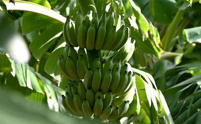 ã2026幎çºéãæ¬éšçºç£ã¢ããã«ãããã1.5kgä»¥äž ååœ æ²çž ãããªã æå® ãã«ãŒã éæ æééå® å
è¡äºçŽ æ°ééå® æ¬ äººæ° ãããã èŽç ãã¬ãŒã³ã ã®ãã èŽãç© ã«ã¯ãã« ãã¶ãŒã åãå¯ã é«çŽ