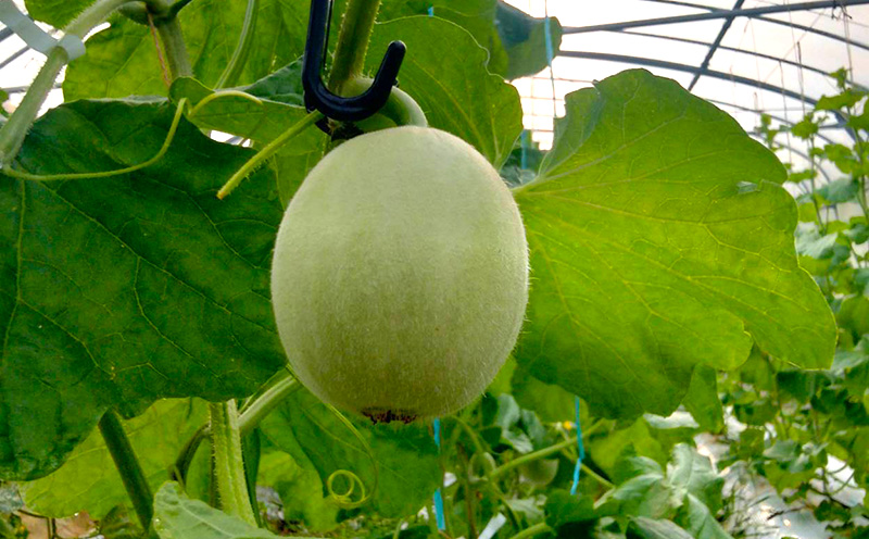 æ¬éšçºç£ãã¢ãŒã«ã¹ã¡ãã³ïŒïŒçïŒ1.4kgä»¥äž ãã«ãŒã æç© æå® æééå® æ°ééå® ãããã ãã¹ã¹ã¡ æ¬éšçº äººæ° æ²çžç£ ãããªã ããšã¶ èŽç ãã¬ãŒã³ã èŽãç© ã¹ã€ãŒã ãã¶ãŒã ç³åºŠ å質 ã®ãã