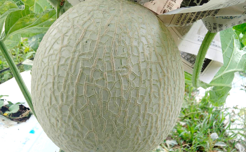 æ¬éšçºç£ãã¢ãŒã«ã¹ã¡ãã³ïŒïŒçïŒ1.4kgä»¥äž ãã«ãŒã æç© æå® æééå® æ°ééå® ãããã ãã¹ã¹ã¡ æ¬éšçº äººæ° æ²çžç£ ãããªã ããšã¶ èŽç ãã¬ãŒã³ã èŽãç© ã¹ã€ãŒã ãã¶ãŒã ç³åºŠ å質 ã®ãã