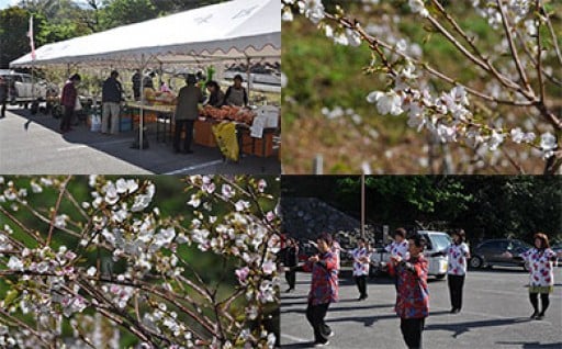 伊豆味クメノサクラ等による地域興しに関する事業
