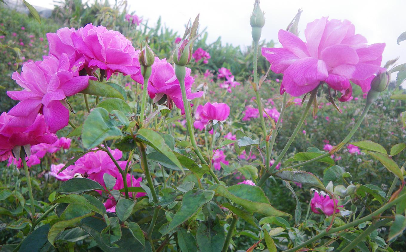 åç²§å ççããŒãº åç²§æ°Ž 50ml à 1æ¬ ããŒãã«ã¿ã€ãããªãŒã¬ããã¯ãïœã¹ãã³ã±ã¢ ããŒã·ã§ã³ ã³ã¹ã¡ çŸå®¹ äººæ° ãããã æ©çŽæ æ²çž çç éæç¡æ