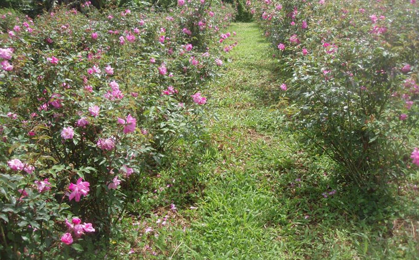 åç²§å ççããŒãº åç²§æ°Ž 50ml à 1æ¬ ããŒãã«ã¿ã€ãããªãŒã¬ããã¯ãïœã¹ãã³ã±ã¢ ããŒã·ã§ã³ ã³ã¹ã¡ çŸå®¹ äººæ° ãããã æ©çŽæ æ²çž çç éæç¡æ