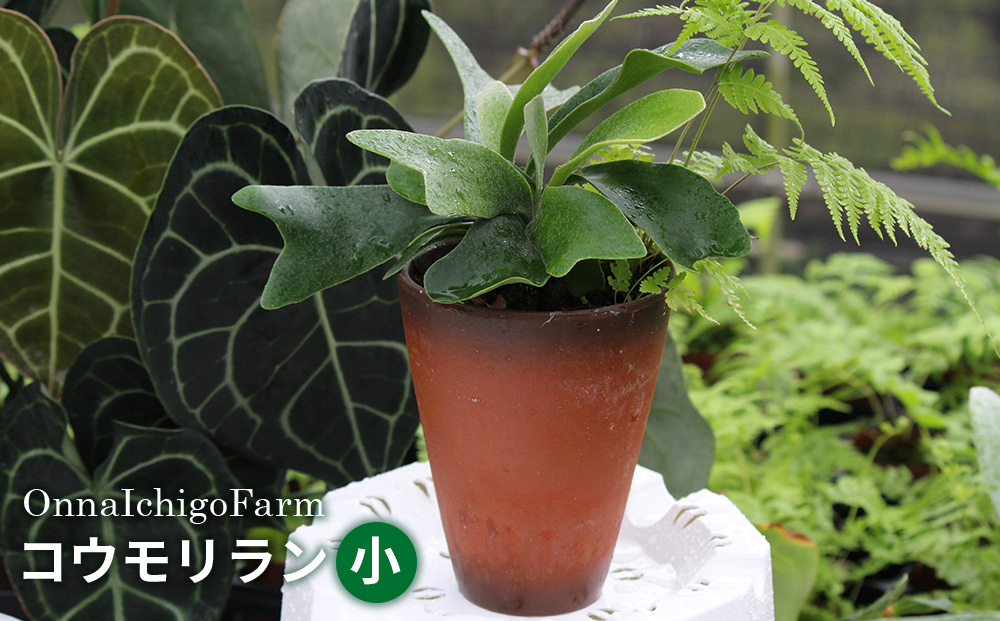 【OnnaIchigoFarm】コウモリラン　小 沖縄 コウモリラン ビカクシダ 室内植物 屋外植物 ヘゴ板 室内緑化 植物インテリア 観葉植物 沖縄産 プラントギフト 緑のある暮らし 園芸用品 インテリアプランツ 根付き植物 人気 ヘゴの木 おすすめ 送料無料 恩納村