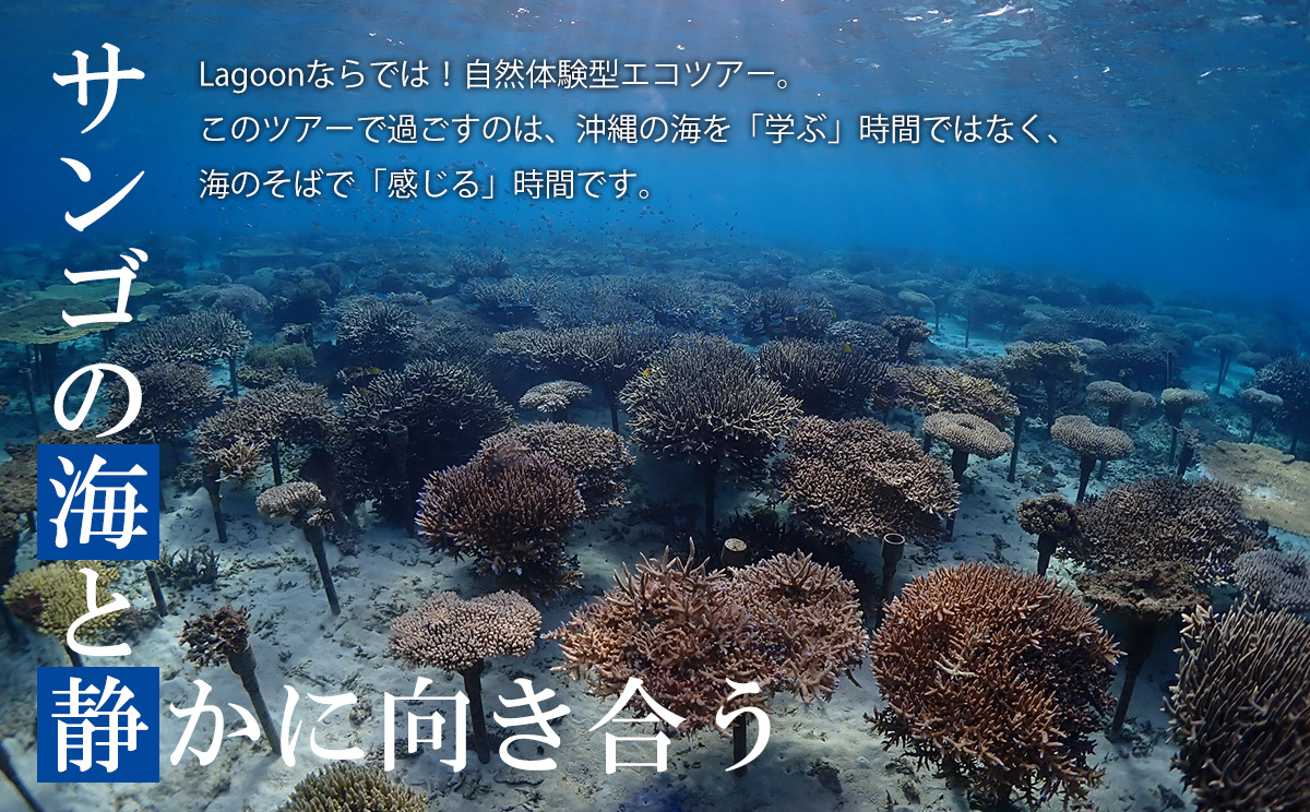 æ²çžãã€ãã³ã°ãµãŒãã¹ Lagoonåååžã3,000ååã