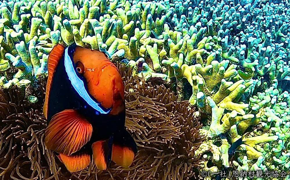 【返礼品なし】沖縄県恩納村ふるさと応援寄附金 1000円 