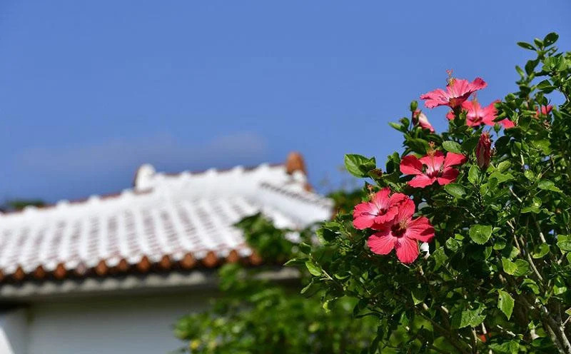 チケット 平日限定 ゴルフプレー券 2名 (恩納村・1ラウンド )【美らオーチャードゴルフ倶楽部】