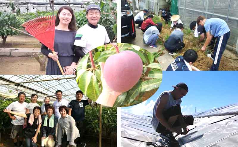 【2026年発送】家庭用　宜野座村産完熟マンゴー「マンゴーの丘」約2kg（良品） アーウィン 果物 甘い 夏 濃厚 ギフト Mango ランキング 完熟 お気に入り 収穫 人気 甘味 フルーツ 沖縄県 国産 食品 デザート 産地直送 送料無料