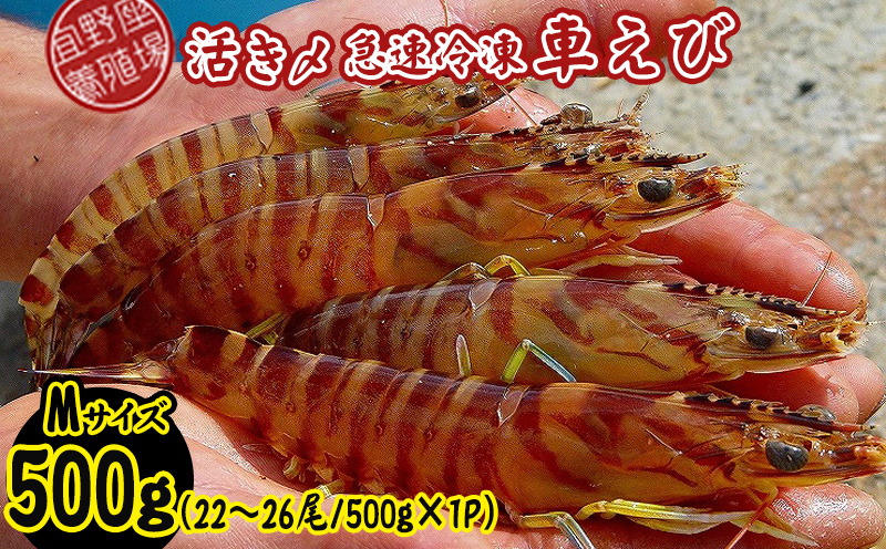 【養殖場から直送】活き〆急速冷凍車えび　Mサイズ　約500g（22～26尾/500g×1P） 車海老 海鮮 魚介類 海産物 シーフード お取り寄せ 美味 料理 クルマエビ くるまえび 塩焼き フライ 天丼 お刺身 フリット 蝦 ゆで 送料無料 沖縄県産 たまや