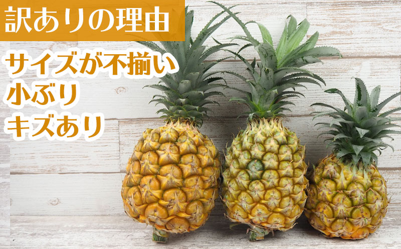 【2026年発送】訳ありパイン 4〜8玉 約4.8kg（ボゴールパイン） パイン パイナップル ぱいなっぷる ボゴール 訳あり 訳アリ 不揃い 家庭用 国産パイン パインアップル スナック ちぎって食べる 夏限定 トロピカル ジューシー フレッシュ 南国 フルーツ 沖縄 宜野座村