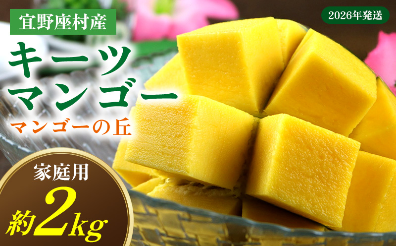 【2026年発送】　宜野座村産キーツマンゴー「マンゴーの丘」家庭用　約2kg フルーツ 甘い 美味しい 特徴 香り お取り寄せ Mango デザート 大きい 希少 贈り物 ビタミン おすすめ 贅沢 栄養価 国産 沖縄県 人気 産地直送 送料無料