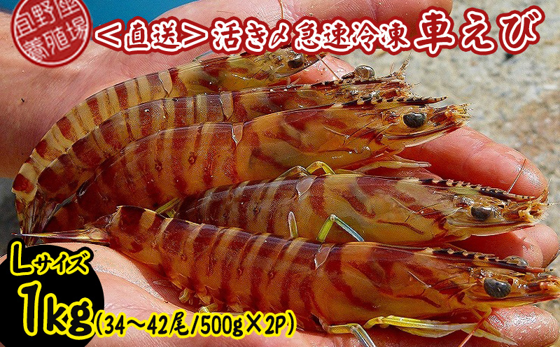 【養殖場から直送】活き〆急速冷凍車えび　Lサイズ　約1kg（34～42尾/500g×2P） 車海老 海鮮 魚介類 海産物 シーフード お取り寄せ 美味 料理 クルマエビ くるまえび 塩焼き フライ 天丼 お刺身 フリット 蝦 ゆで 送料無料 沖縄県産 たまや