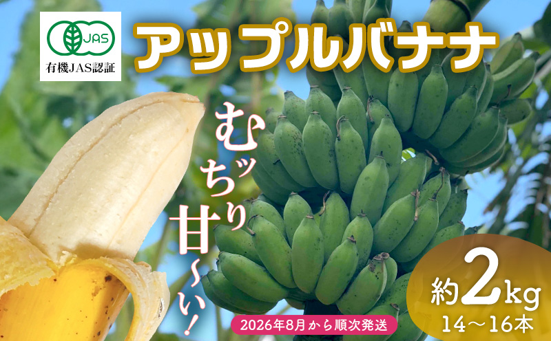 【2026年発送】宜野座村産 有機JAS認証のアップルバナナ 約2kg ばなな バナナ アップルバナナ フルーツ 果物 青果物 トロピカルフルーツ スイーツ デザート スムージー 朝食 運動 スポーツ 産地直送 国産 甘い 濃厚 もっちり 沖縄県 宜野座村