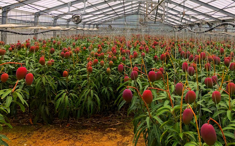 【2026年発送】令和6年最優秀賞サンライズファームのマンゴー贈答用　約2kg アーウィン 果物 甘い 夏 濃厚 ギフト Mango ランキング 完熟 お気に入り 収穫 人気 甘味 フルーツ 沖縄県 国産 食品 デザート 産地直送 宜野座村