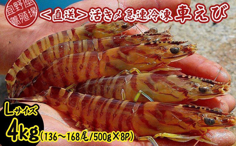 【養殖場から直送】活き〆急速冷凍車えび　Lサイズ　約4kg（136～168尾/500g×8P） 車海老 海鮮 魚介類 海産物 シーフード お取り寄せ 美味 料理 クルマエビ くるまえび 塩焼き フライ 天丼 お刺身 フリット 蝦 ゆで 送料無料 沖縄県産 たまや