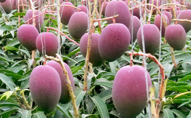 ã2026幎çºéããµã³ãã«ãŒã糞æºã®ãã³ãŽãŒå®¶åºçš çŽ1kg ç£å°çŽé å
è¡äºçŽ ãã«ãŒã æç© ãã ãã® ã¢ããã«ãã³ãŽãŒ ã¢ããã« ã¢ãŒãŠã£ã³çš® æ¿å ãã¶ãŒã èŽ
æ²¢ æ¬ã®æç© çã ãããã ãã¬ãŒã³ã èŽç å·èµ åœç£ æ²çž æ²çžçç£