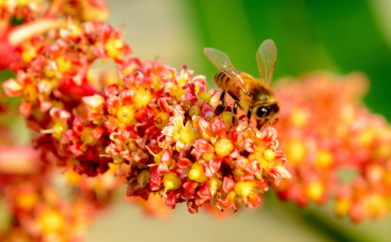 ã2026幎çºéããµã³ã©ã€ãºãã¡ãŒã ã®ãèªå®
çšãã³ãŽãŒ çŽ1kgïŒ2ã3çïŒ ã¢ãŒãŠã£ã³ æç© çã å€ æ¿å ã®ãã Mango ã©ã³ãã³ã° å®ç ãæ°ã«å
¥ã åç©« äººæ° çå³ ãã«ãŒã æ²çžç åœç£ é£å ãã¶ãŒã ç£å°çŽé å®é座æ