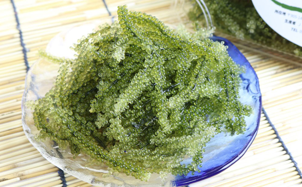 【2026年発送】宜野座村の海ぶどう（100g×5パック） うみぶどう ウミブドウ ぷちぷち プチプチ グリーンキャビア クビレズタ シーグレープ はじける 弾ける 食感 爽やか 磯の香り 海藻 新鮮 酢の物 サラダ トッピング 海鮮丼 沖縄 宜野座村