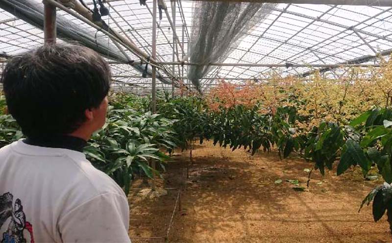 【2026年発送】家庭用　宜野座村産完熟マンゴー「マンゴーの丘」約2kg（良品） アーウィン 果物 甘い 夏 濃厚 ギフト Mango ランキング 完熟 お気に入り 収穫 人気 甘味 フルーツ 沖縄県 国産 食品 デザート 産地直送 送料無料