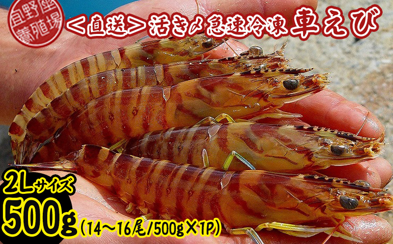 【養殖場から直送】活き〆急速冷凍車えび　2Lサイズ　約500g（14～16尾/500g×1P） 車海老 海鮮 魚介類 海産物 シーフード お取り寄せ 美味 料理 クルマエビ くるまえび 塩焼き フライ 天丼 ムース フリット 蝦 ゆで 送料無料 沖縄県産 たまや