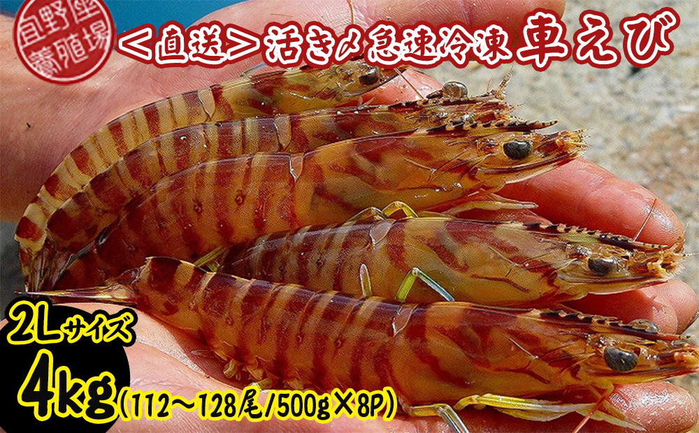 【養殖場から直送】活き〆急速冷凍車えび　2Lサイズ　約4kg（112～128尾/500g×8P）