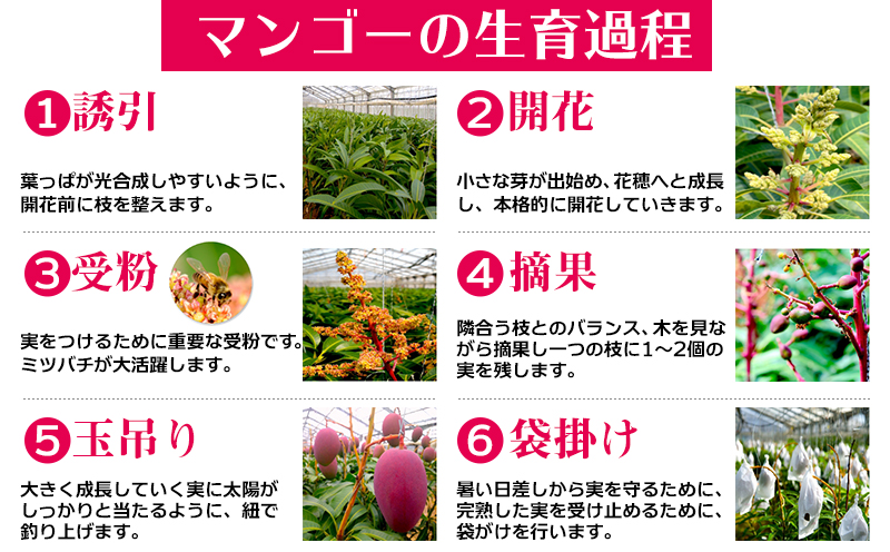 【2026年発送】令和6年最優秀賞サンライズファームのマンゴー贈答用　約2kg アーウィン 果物 甘い 夏 濃厚 ギフト Mango ランキング 完熟 お気に入り 収穫 人気 甘味 フルーツ 沖縄県 国産 食品 デザート 産地直送 宜野座村