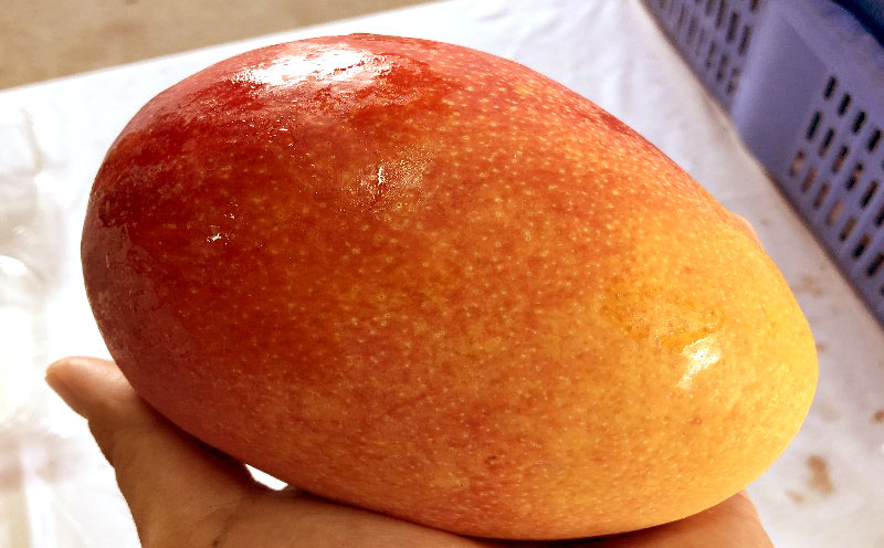 【2026年発送】仲間農園のお楽しみ（家庭用）完熟マンゴー約2kg（4～7玉） アーウィン 果物 甘い 夏 濃厚 ギフト Mango ランキング 完熟 お気に入り 収穫 人気 甘味 フルーツ 沖縄県 先行予約 食品 デザート 産地直送 送料無料