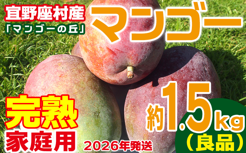 【2026年発送】家庭用　宜野座村産完熟マンゴー「マンゴーの丘」約1.5kg（良品） アーウィン 果物 甘い 夏 濃厚 ギフト Mango ランキング 完熟 お気に入り 収穫 人気 甘味 フルーツ 沖縄県 国産 食品 デザート 産地直送 送料無料