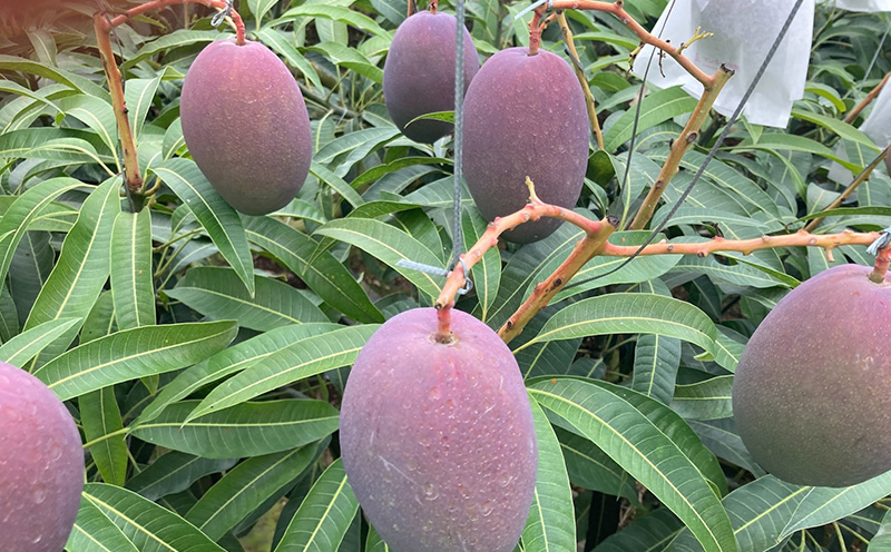 ã2026幎çºéãå®é座æã®æ°é宿ž
ããã®ã¢ããã«ãã³ãŽãŒå®¶åºçšïŒçŽ2kgïŒ ã¢ãŒãŠã£ã³ æç© çã å€ æ¿å ã®ãã Mango ã©ã³ãã³ã° å®ç ãæ°ã«å
¥ã çŸå³ãã äººæ° ãããã ãã«ãŒã æ²çžç å
è¡äºçŽ é£å äººæ° ç£å°çŽé éæç¡æ