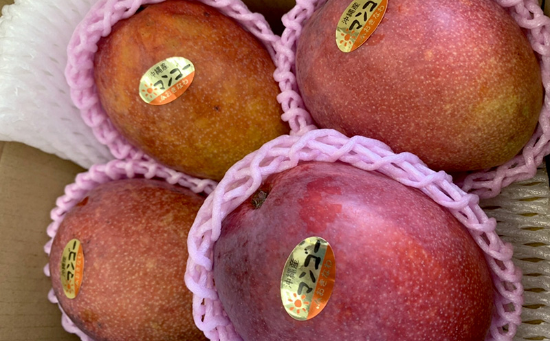 【2026年発送】マンゴーの拠点産地「宜野座村」の家庭用アップルマンゴー（約2kg） アーウィン 果物 甘い 夏 濃厚 お取り寄せ Mango ランキング 完熟 お気に入り 美味しい 人気 おすすめ 地元 沖縄県 先行予約 南国フルーツ デザート 産地直送 送料無料