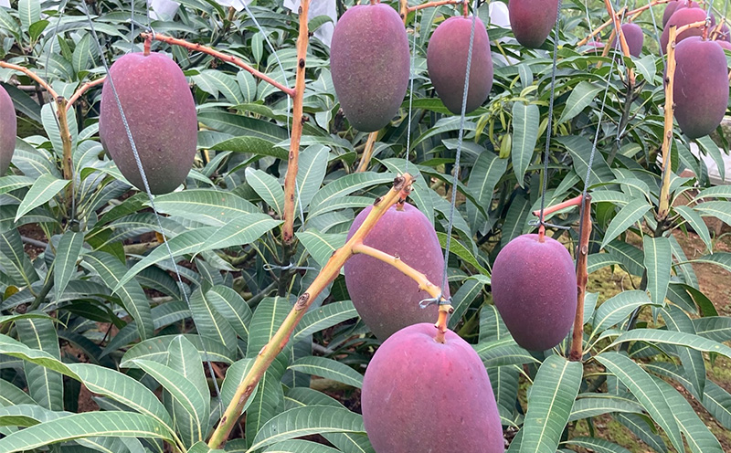 ã2026幎çºéãå®é座æã®æ°é宿ž
ããã®ã¢ããã«ãã³ãŽãŒå®¶åºçšïŒçŽ2kgïŒ ã¢ãŒãŠã£ã³ æç© çã å€ æ¿å ã®ãã Mango ã©ã³ãã³ã° å®ç ãæ°ã«å
¥ã çŸå³ãã äººæ° ãããã ãã«ãŒã æ²çžç å
è¡äºçŽ é£å äººæ° ç£å°çŽé éæç¡æ