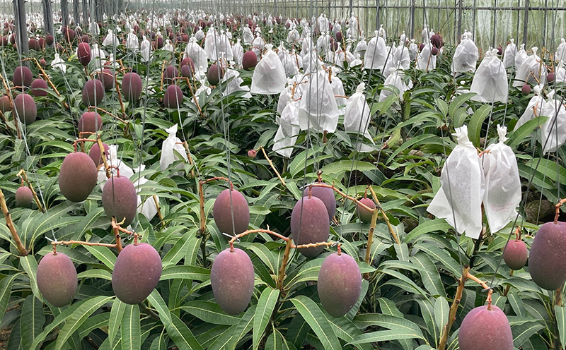 【2026年発送】宜野座村の新里守清さんのアップルマンゴー贈答用（約2kg） アーウィン マンゴー 甘い 夏 濃厚 お取り寄せ 贈り物 ランキング 完熟 お気に入り 美味しい 人気 おすすめ フルーツ 沖縄県 南国 産地直送 デザート 果物 宜野座村