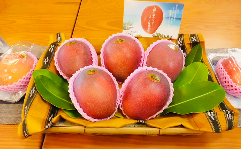 【2026年発送】マンゴーの拠点産地「宜野座村」の家庭用アップルマンゴー（約2kg） アーウィン 果物 甘い 夏 濃厚 お取り寄せ Mango ランキング 完熟 お気に入り 美味しい 人気 おすすめ 地元 沖縄県 先行予約 南国フルーツ デザート 産地直送 送料無料