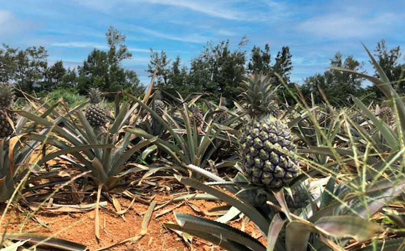 【2026年発送】仲間農園の宜野座村産完熟ボゴールパイン約3kg（小玉4～6個） 甘い 果物 熱帯 ジュース パインアップル 沖縄 国産 好き お祝い ギフト トロピカルフルーツ パイナップル スナック 送料無料 デザート 人気 甘味 送料無料 パイナップル 宜野座村