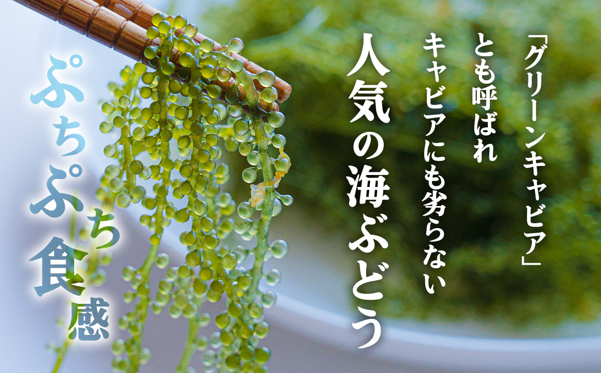 【2026年発送】宜野座村の海ぶどう（100g×5パック） うみぶどう ウミブドウ ぷちぷち プチプチ グリーンキャビア クビレズタ シーグレープ はじける 弾ける 食感 爽やか 磯の香り 海藻 新鮮 酢の物 サラダ トッピング 海鮮丼 沖縄 宜野座村