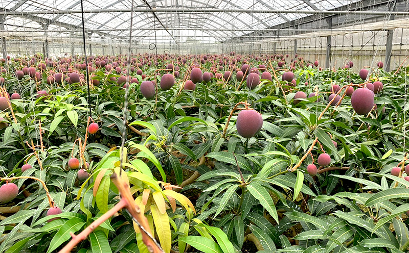 【2026年発送】平田果樹園の厳選アップルマンゴー贈答用（約2kg） アーウィン 果物 甘い 夏 濃厚 ギフト Mango ランキング 完熟 お気に入り 美味しい 人気 おすすめ フルーツ 沖縄県 先行予約 食品 デザート 産地直送 送料無料