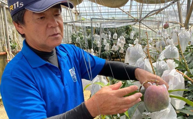 【2026年発送】家庭用　宜野座村産完熟マンゴー「マンゴーの丘」約2kg（良品） アーウィン 果物 甘い 夏 濃厚 ギフト Mango ランキング 完熟 お気に入り 収穫 人気 甘味 フルーツ 沖縄県 国産 食品 デザート 産地直送 送料無料