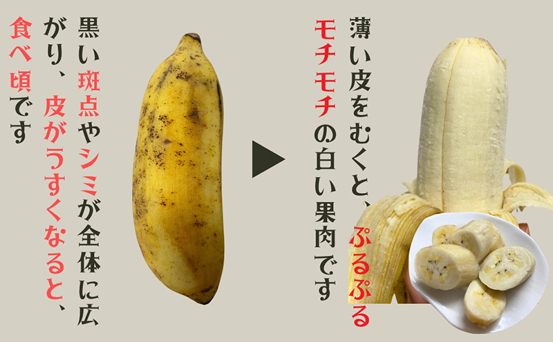 ã2026幎çºéãå®é座æç£ ææ©JASèªèšŒã®ã¢ããã«ããã çŽ2kg ã°ãªãª ããã ã¢ããã«ããã ãã«ãŒã æç© éæç© ãããã«ã«ãã«ãŒã ã¹ã€ãŒã ãã¶ãŒã ã¹ã ãŒãžãŒ æé£ éå ã¹ããŒã ç£å°çŽé åœç£ çã æ¿å ãã£ã¡ã æ²çžç å®é座æ