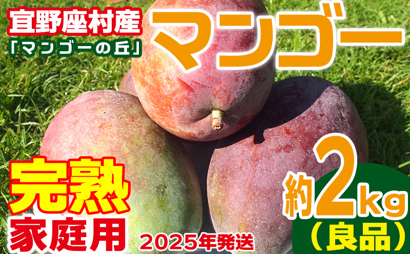 【2025年発送】家庭用　宜野座村産完熟マンゴー「マンゴーの丘」約2kg（良品） アーウィン 果物 甘い 夏 濃厚 ギフト Mango ランキング 完熟 お気に入り 収穫 人気 甘味 フルーツ 沖縄県 国産 食品 デザート 産地直送 送料無料