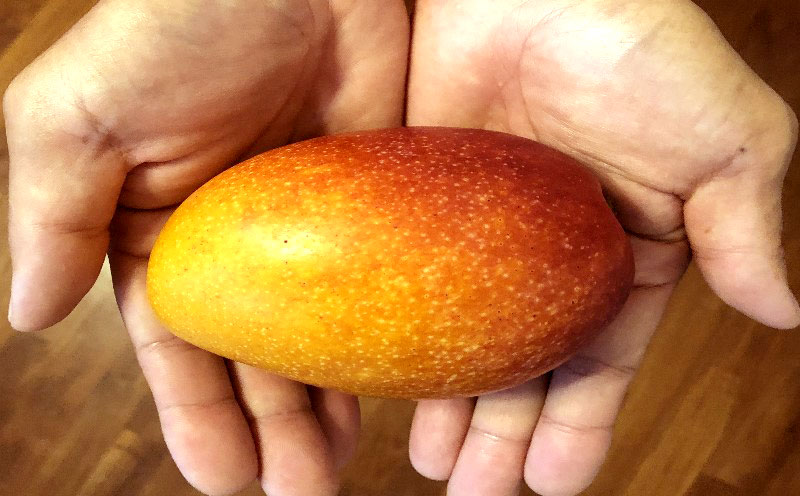 【2026年発送】仲間農園のお楽しみ（家庭用）完熟マンゴー約1kg（2～4玉） アーウィン 果物 甘い 夏 濃厚 ギフト Mango ランキング 完熟 お気に入り 収穫 人気 甘味 フルーツ 沖縄県 先行予約 食品 デザート 産地直送 送料無料