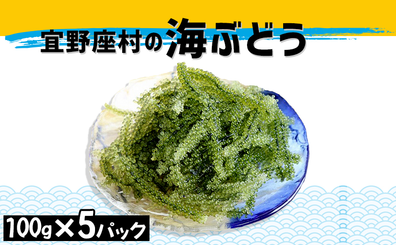 宜野座村の海ぶどう（100g×5パック）